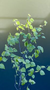 Young Finnish Birch Tree with Fresh Spring Leaves Over Baltic sea water