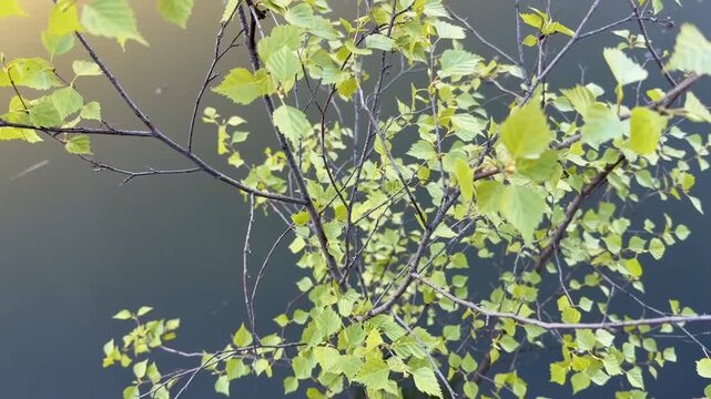 4K Video of Young Finnish Tree with Fresh Spring Leaves at Urban Harbor Waterfront with Copy Space