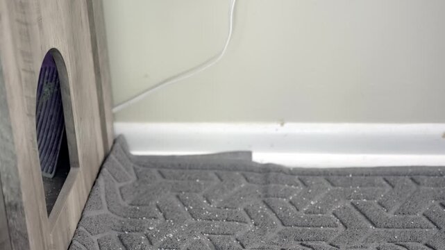 Observing domestic cat's daily private exit ritual