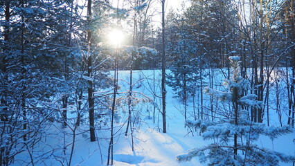 Obraz premium Sunlight shines through the branches of pine trees in Taiga Karelia. Snow covers the ground in winter. The forest is filled with tall trees and a bright blue sky
