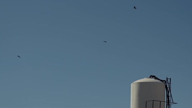 Group of birds soaring against a vibrant blue sky with a white cylindrical structure peeking from the corner