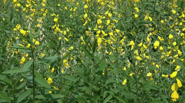 vibrant yellow sunn hemp flowers field swaying in the wind under sunshine, blooming crotalaria juncea gently motion in breeze on sunny day with tiny insects flying around, peaceful natural atmosphere