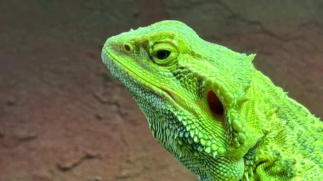 Close-up portrait view of a Central bearded dragon reptile lizard aka Inland bearded dragon or scientific name Pogona vitticeps with typical green skin and open eye.