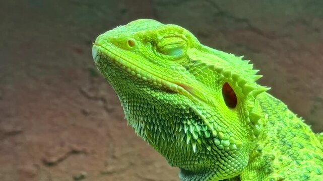 Portrait view of a Central bearded dragon reptile lizard aka Inland bearded dragon or scientific name Pogona vitticeps with green skin.