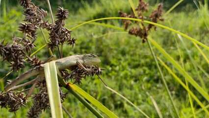 Wild Lizard Perched on Tall Grass in Green Natural Habitat for Wildlife and Biodiversity Concept © M MUSHTHOFA MAHFUD