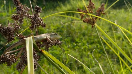 Wild Lizard Perched on Tall Grass in Green Natural Habitat for Wildlife and Biodiversity Concept © M MUSHTHOFA MAHFUD