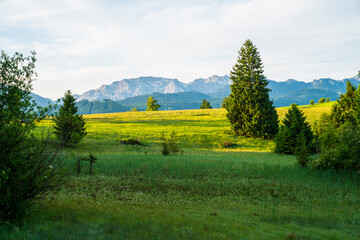 Germany, Lonely trees on green pastures with alpine mountain panorama in Bavaria © Simon Dux Media