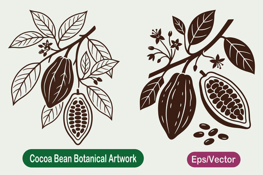 Cocoa bean botanical illustration set, cacao tree branch with whole and cut pods, leaves, flowers and beans