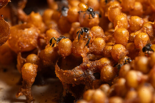 Stingless bee honey concept, bee insect on honeycomb nest, close up macro of honeybee colony with golden wax cells and rich texture