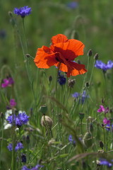 Fototapeta premium Klatschmohn und Kornblumen