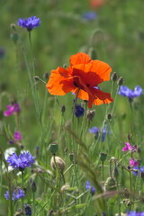 Fototapeta premium Klatschmohn und Kornblumen