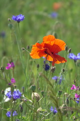 Fototapeta premium Klatschmohn und Kornblumen