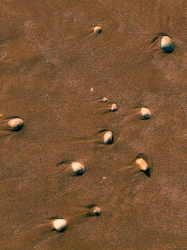 sea shells on the sand