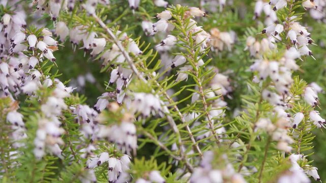 Winter Heath White Flowers Blooming on Evergreen Shrub Branches, Delicate Bell Blossoms Moving in Gentle Breeze - Macro Botanical Nature Shot
