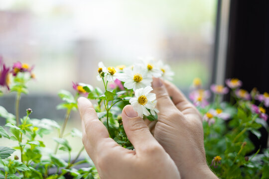 Hands holding white bidens alba flowers on a windowsill with greenery  
