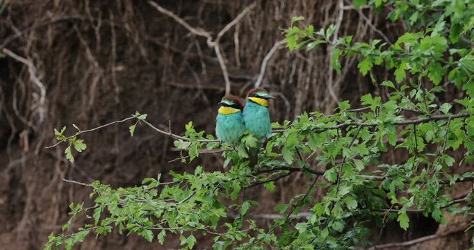 European bee-eaters (Merops apiaster) perched on branch, colorful wild birds, UHD wildlife video
