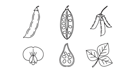 Fototapeta premium Collection of botanical illustrations of peas and beans with illustration vegetable agriculture botanical ingredient
