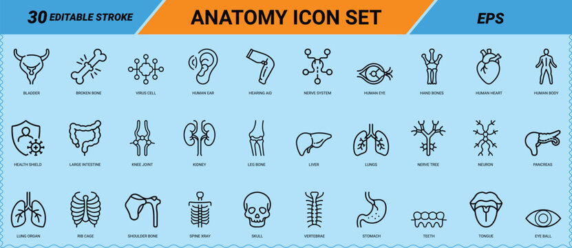 Anatomy line art icons set, human heart, lungs, kidney, skull, brain neuron, liver, spine xray, rib cage, eye ball, broken bone, editable stroke, Vector EPS