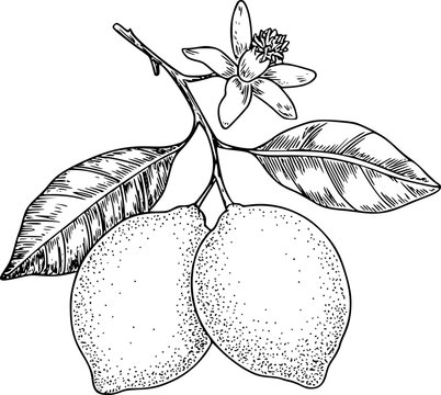 Vintage botanical of lemons a branch with flower and leaves citrus fruit leaf