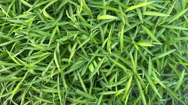 Close Up Pattern of Fresh Green Bamboo Grass Leaves