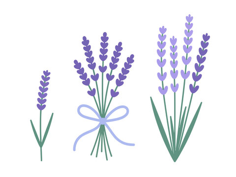 Stylized lavender sprigs, with a light blue ribbon bow, white background, floral herb
