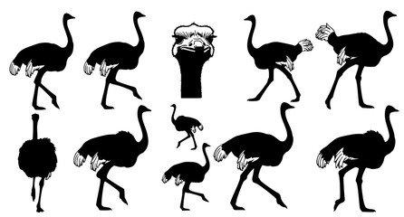 Obraz premium Various ostrich bird silhouettes in different poses including standing and running for nature and wildlife design projects in high quality black and white vector format