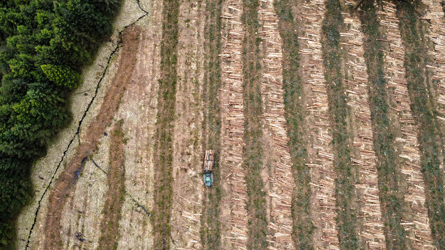 Top-down drone view of a forestry site where dense evergreen forest meets cleared woodland with felled timber and machinery, showing timber harvesting and forest management.