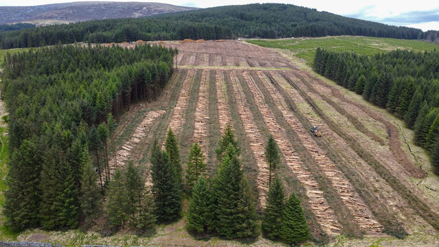 Drone aerial view of commercial forestry operations showing clear-cut woodland with felled timber in rows, surrounded by dense evergreen forest and rolling terrain during timber harvesting.