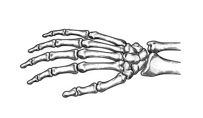 Obraz premium Vintage Human Hand Bone Anatomy Engraving Vector Medical Illustration