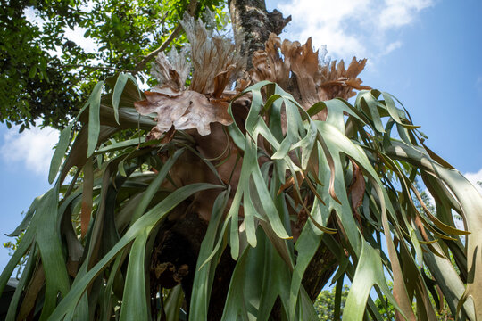 Tanduk Rusa, deer antler ferns, Platycerium coronarium or Staghorn Fern in the garden