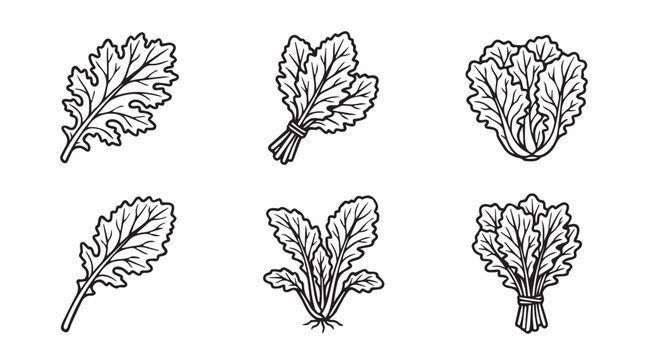 Hand-drawn vector illustrations of different types of greens and herbs with black and white vegetable illustration ingredient botanical groceries cilantro collection