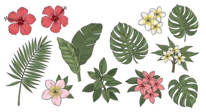 Vintage style collection of hand drawn tropical leaves and exotic flowers like hibiscus and frangipani on white.