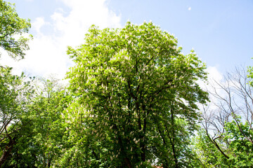 Fototapeta premium A tall tree filled with clusters of white flowers stands against a blue sky. It is surrounded by other trees and bright green leaves, creating a lively scene.