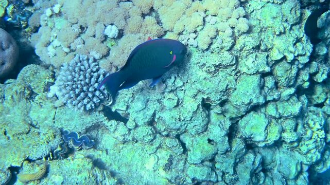 Bicolor parrotfish swimming and feeding on coral reef structure in clear tropical waters.