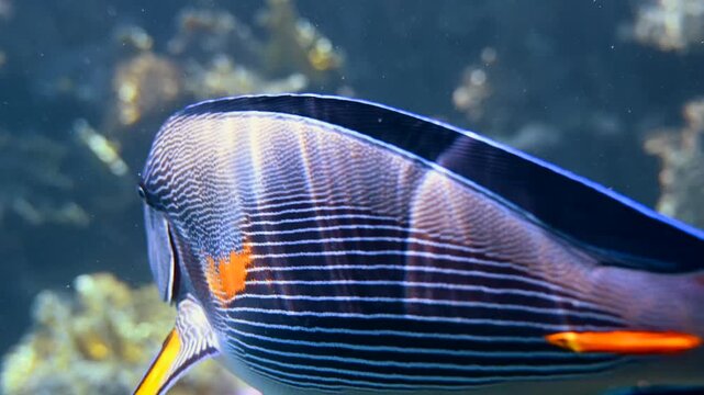 Sohal surgeonfish swimming gracefully over tropical coral reef in red sea.
