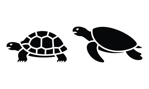 Two black and white turtles walking side by side
