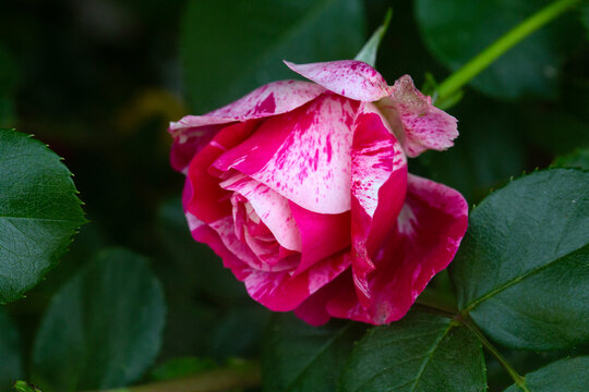Beautiful Striped Pink and White Henri Matisse Rose Bud Blooming with Green Leaves