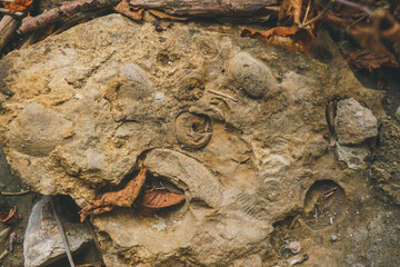 Ancient marine fossils including ammonite and shell imprints embedded in limestone rock surrounded by autumn leaves © Руслан Муратов