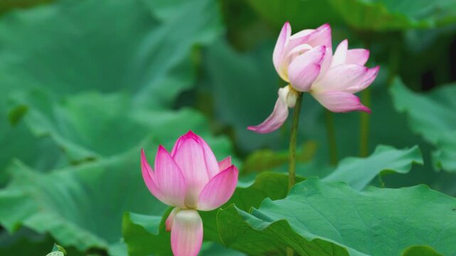 Two beautiful pink lotus flowers blooming in a lush green pond