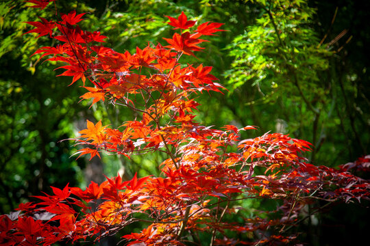 japanischer  Ahorn im  Botanischem Garten, Gardone,