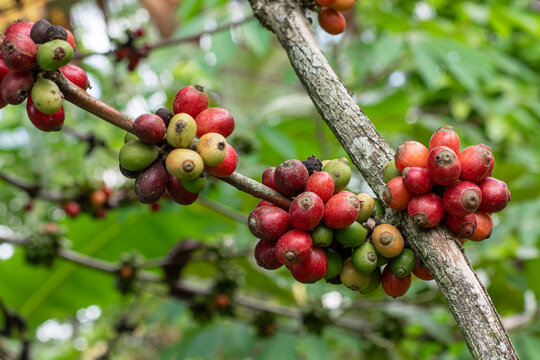 Liberica Coffee Berries on Branches in Tropical Coffee Plantation, Ripe Liberica Coffee Beans Growing on Coffee Trees, Fresh coffee background