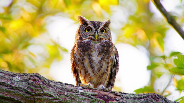 An extreme close-up video of a brown Eastern Screech Owl with ear tufts & piercing yellow eyes, blinking & rotating its head on a textured branch. Golden forest bokeh. Concept of wildlife curiosity