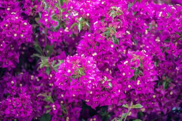 Obraz premium Gros plan sur un bougainvillier en fleurs