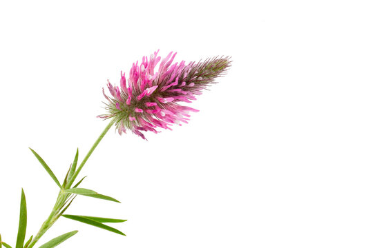  Pink Purple Crimson Clover (Trifolium rubens) Flower Isolated on White Background