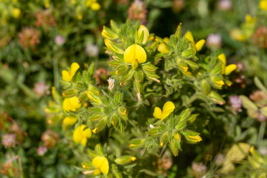 Vibrant Yellow Shrubby Restharrow (Ononis natrix) Wildflowers Blooming with Sticky Glandular Leaves