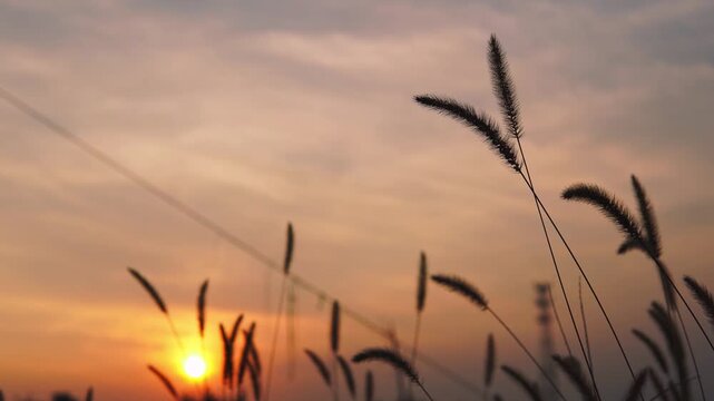 Silhouettes of foxtail grass at sunset