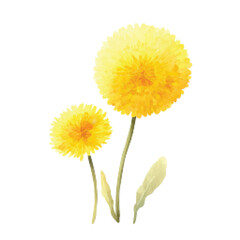 Fototapeta premium Two Yellow Dandelion Flowers Closeup.