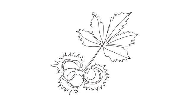 Continuous line art of horse chestnuts and leaf, a simple botanical autumn design element.