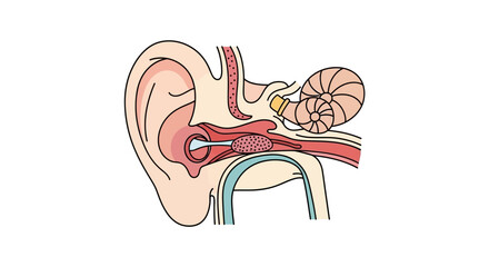 Human Ear Anatomy Inner Structure. © Meta