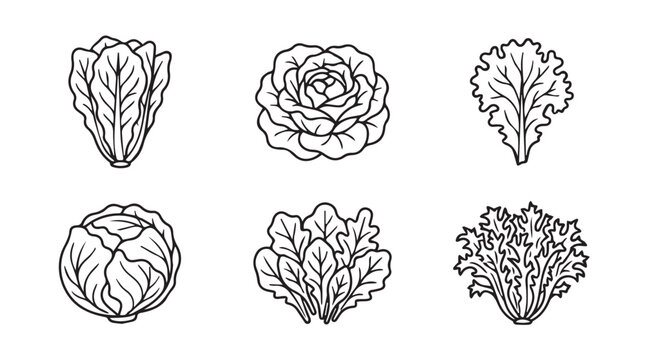 Assorted lettuce and cabbage varieties illustration with hand drawn vegetable illustration botanical isolated minimalist nutrition
